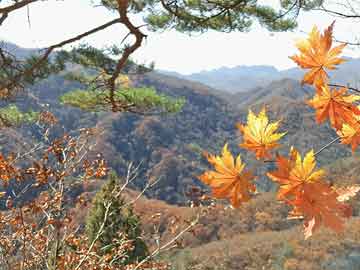 打胎药微信投票通过 马斯克的星舰基地成了一座“真正的”城镇
